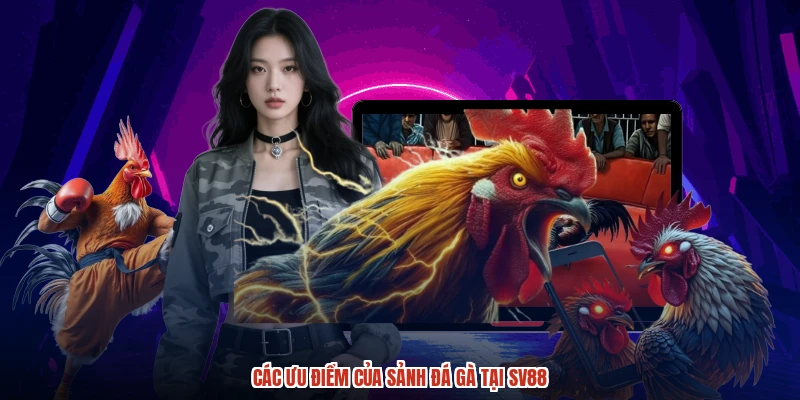 Các ưu điểm của sảnh đá gà tại SV88