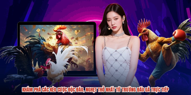 Khám phá các kèo cược độc đáo, nghẹt thở nhất từ trường đấu gà trực tiếp