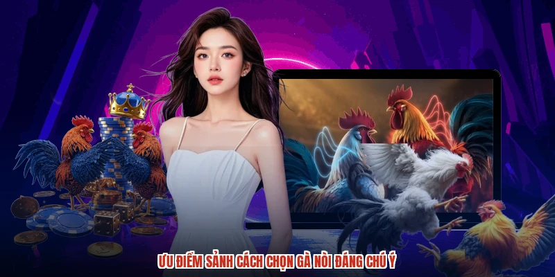 Ưu điểm sảnh cách chọn gà nòi đáng chú ý