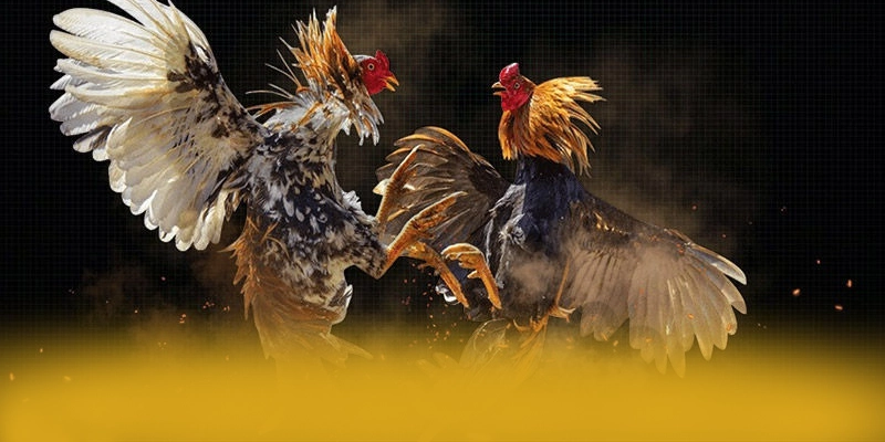 Hệ thống hỗ trợ người chơi tại FB88 Hệ thống hỗ trợ người chơi tại FB88